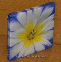 /album/foto-impresion/flor-amarilla-y-azul-diagonal-jpg/